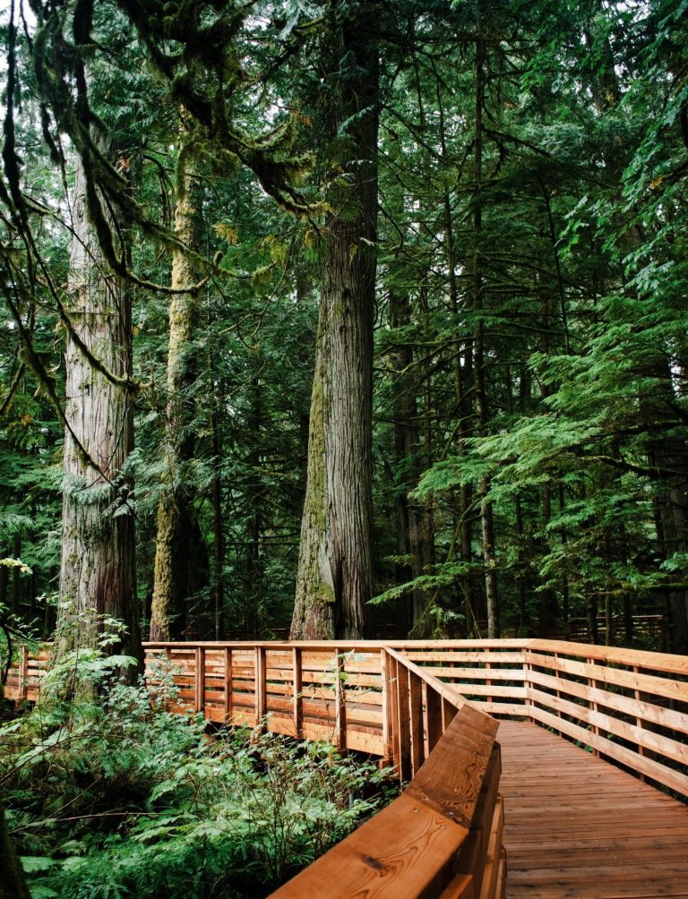 Dans une foret avec des grands arbres verts, un chemin en bois, comme une passerelle. 